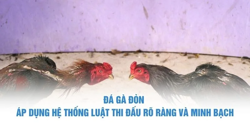 Đá gà đòn áp dụng hệ thống luật thi đấu rõ ràng và minh bạch