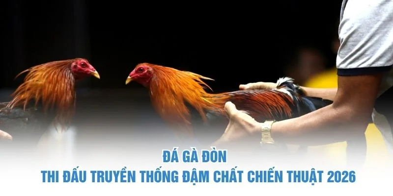 Đá Gà Đòn – Thi Đấu Truyền Thống Đậm Chất Chiến Thuật 2026