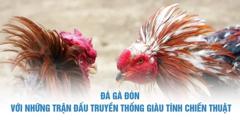Đá gà đòn với những trận đấu truyền thống giàu tính chiến thuật