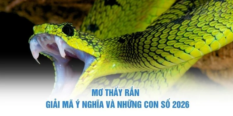 Mơ Thấy Rắn – Giải Mã Ý Nghĩa Và Những Con Số 2026