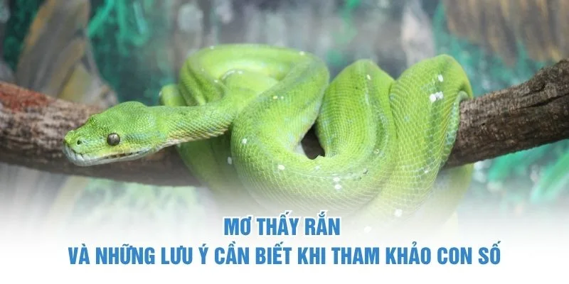 Mơ thấy rắn và những lưu ý cần biết khi tham khảo con số