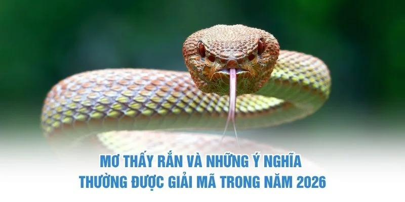 Mơ thấy rắn và những ý nghĩa thường được giải mã trong năm 2026